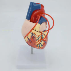 Модель структуры обхода сердца человека UL-XV24