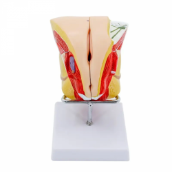 женская модель внутренней и внешней анатомии половых органов с высоким качеством UL-XV38