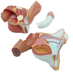 Мужская модель анатомии внутренних и внешних половых органов UL