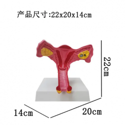 Модель анатомии яичника влагалища UL-XV36