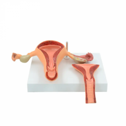 Анатомическая модель матки с  репродуктивной системой UL-XV35