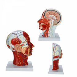 Нейроваскулярная модель головы человека с мышцами UL-03024