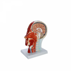 Нейроваскулярная модель головы человека с мышцами UL-03024