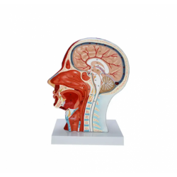Модель нервной системы головы человека с мышцами UL-03024