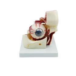Анатомия глаз экстраокулярная модель мышц модель глазницы UL-03022-316B
