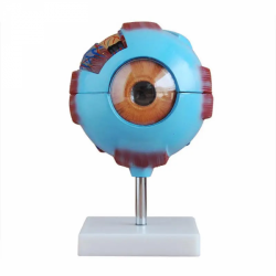 модель глазного яблока синего цвета, увеличенная в 6 раз UL-03020