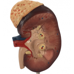 Модель почки человека  UL