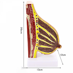 Половина модели анатомии груди UL-YY30/31