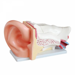 Увеличенная в 5 раз 6 частей модель человеческого уха UL-03016