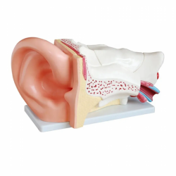 Анатомическая модель строения уха увеличение в 5 раз UL-303C