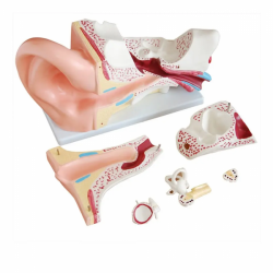 Анатомическая модель строения уха увеличение в 5 раз UL-303C