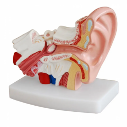 Модель дисплея человеческого уха в 1,5 раза с наружным средним внутренним ухом UL-303D