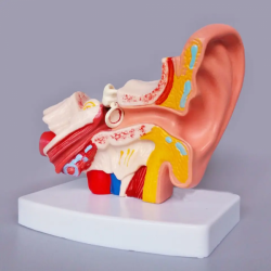 Модель дисплея человеческого уха в 1,5 раза с наружным средним внутренним ухом UL-303D