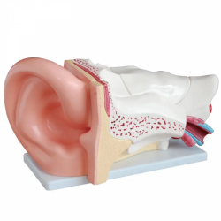 Увеличенная в 5 раз 5 частей Модель человеческого уха UL-03014