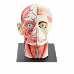 Анатомическая модель головы человека UL-4D02