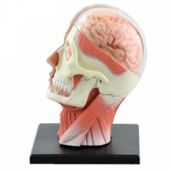 Анатомическая модель головы человека UL-4D02