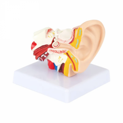 Увеличенная в 1,5 раза модель человеческого уха UL-03011