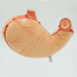 Модель желудка человека UL-03010