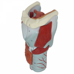 Модель коленного сустава человека UL-00306