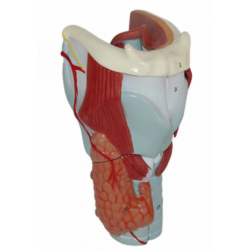 Модель горла человека UL