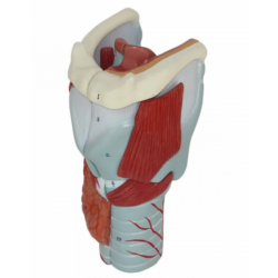 Модель горла человека UL