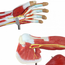 Анатомическая модель руки человека с мышцами, кровеносными сосудами и нервами UL