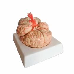 Модель мозга и мозговых артерий  UL-111