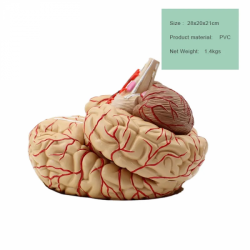Модель мозга и мозговых артерий  UL-111