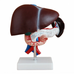 Модель анатомии человеческой печени, поджелудочной железы, двенадцатиперстной кишки UL-V41