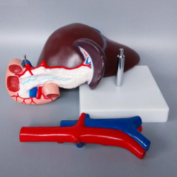 Модель анатомии человеческой печени, поджелудочной железы, двенадцатиперстной кишки UL-V41
