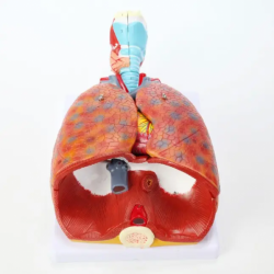 Гортань, Сердце, легкие, дыхательная система UL-Y45