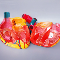 Анатомия сердца человека UL-307C