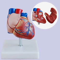 Натуральная модель анатомии большого сердца с анатомической моделью правого левого предсердия UL-307B