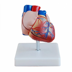 Натуральная модель анатомии большого сердца с анатомической моделью правого левого предсердия UL-307B