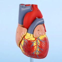 1:1 Анатомическая модель человеческого сердца UL-307A