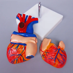 1:1 Анатомическая модель человеческого сердца UL-307A