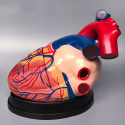 Модель человеческого сердца Анатомическая увеличенная в 4 раза UL-307