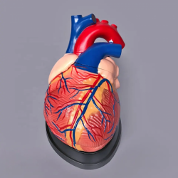 Модель человеческого сердца Анатомическая увеличенная в 4 раза UL-307
