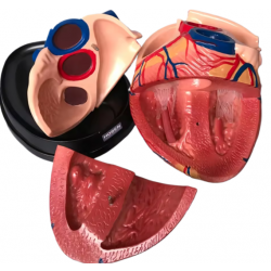 Анатомическая модель человеческого сердца увеличенная в 4 раза UL