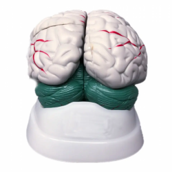 Анатомическая модель мозга с артериями UL-304A