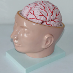 Голова с мозгом UL-316
