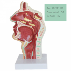 Анатомия горла носовой полости человека UL-117