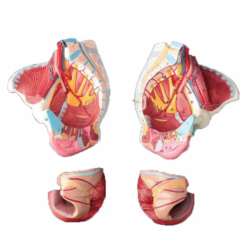 Модель органов женского таза UL