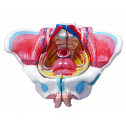 Модель органов женского таза UL