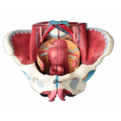 Модель органов женского таза UL