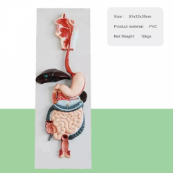 3D анатомическая модель пищеварительной системы человека UL-HE