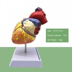 Увеличенная в 2 раза анатомическая модель сердца  UL-307