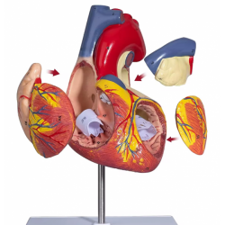 Увеличенная в 2 раза анатомическая модель сердца  UL