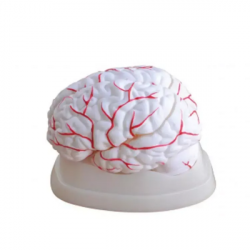 Высококачественная школьная учебная модель, анатомическая медицинская модель мозга UL-304B