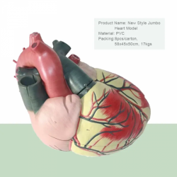 Образовательная анатомическая модель сердца UL-EEH